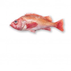 Dorade sebaste 2K+ SHINNY -...