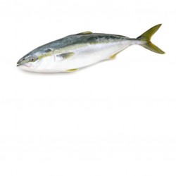 Seriole 5K+ Afrique Sud