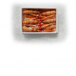 Langoustine 2/4 LE KG  - SURG