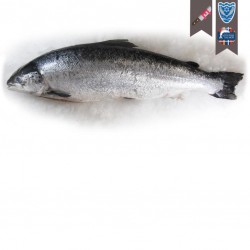 Saumon 7/8 ord loch.d en...