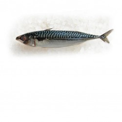 Maquereau 300/500G en filet...
