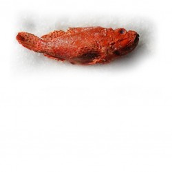 Rascasse chapon 300/500G  -...