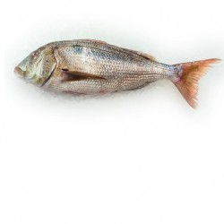Dentex 800G/1.2K - MEDIT