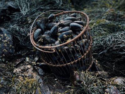 Quelle taille de moules choisir ?
