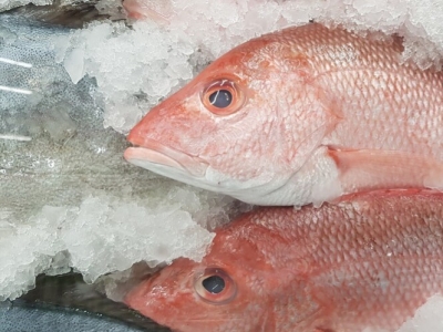 Congélation du poisson : comment assurer la conservation des produits de la mer 